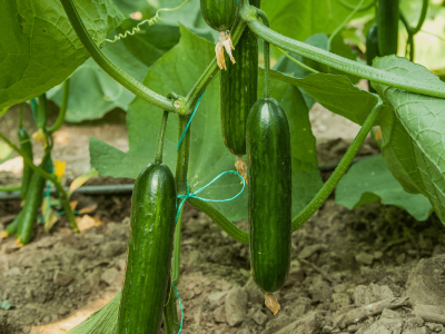 growing-cucumbers-in-winter