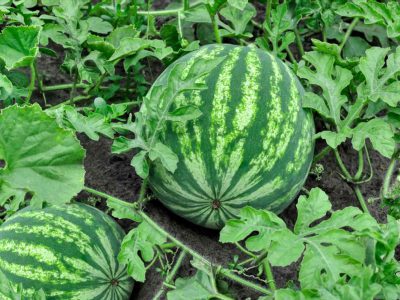 how-to-grow-watermelons-1403491-hero-2d1ce0752fed4ed599db3ba3b231f8b7