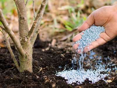 plants-for-all-seasons-fertilizing-trees-shrubs-granulated-fertilizer-tree-trunk