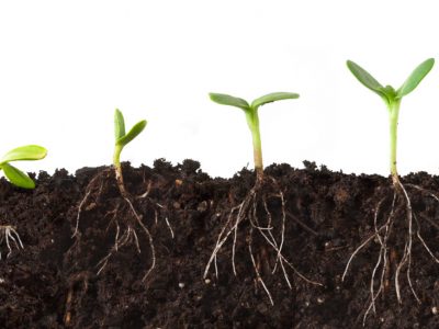 Cutaway sequence of a plant growing in dirt, roots showing, against a white background.