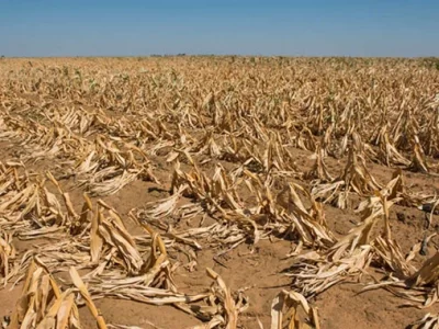 sunday-news-2019-drought-in-mat-north