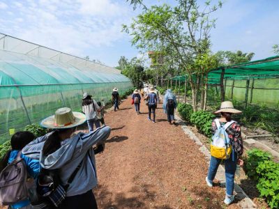 tourists-are-on-farm-tour-at-farmhouse-smiling-gecko-photo-hong-menea